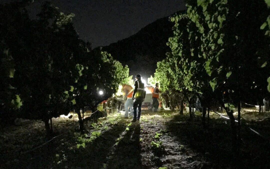 people in vineyard at night