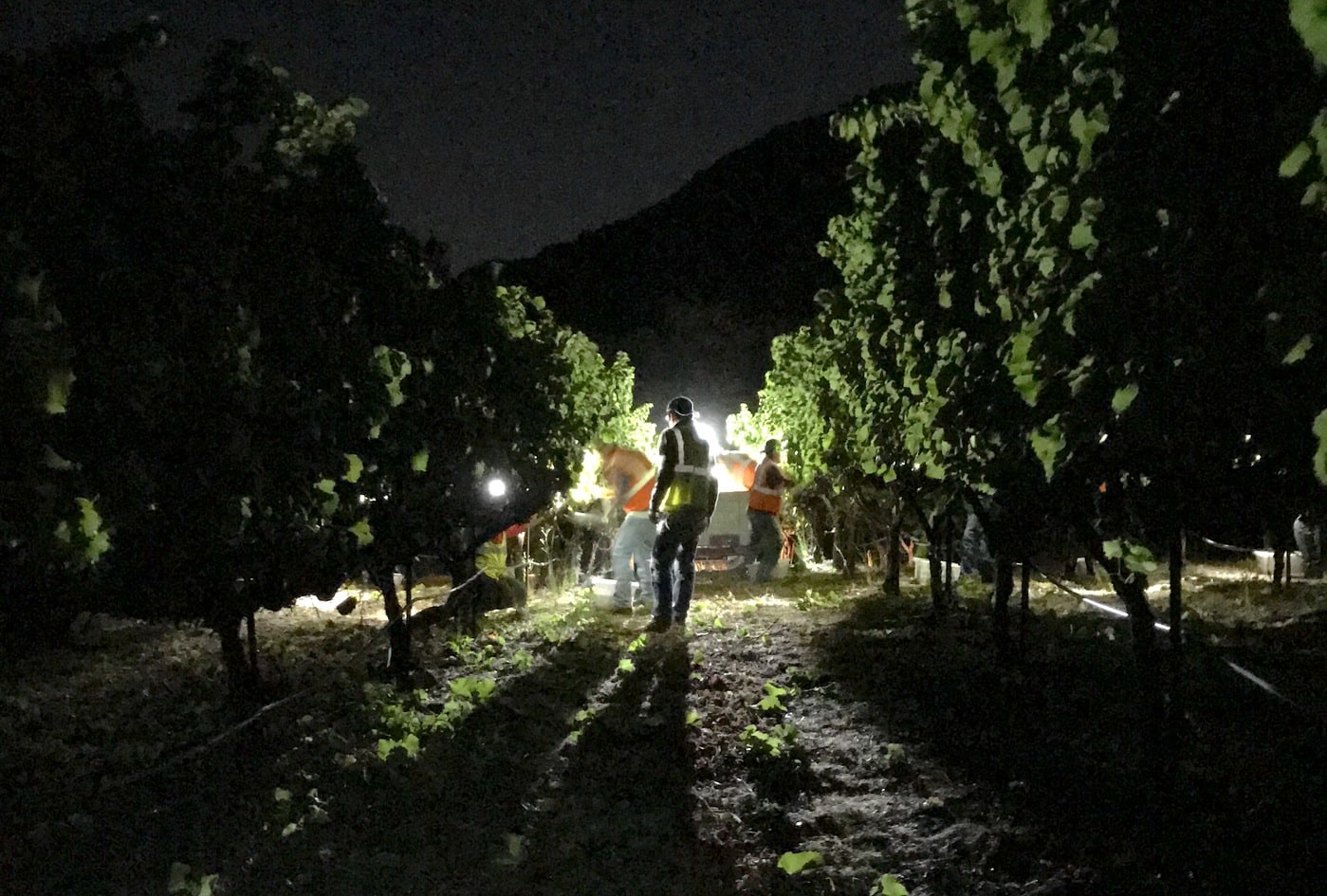 people in vineyard at night