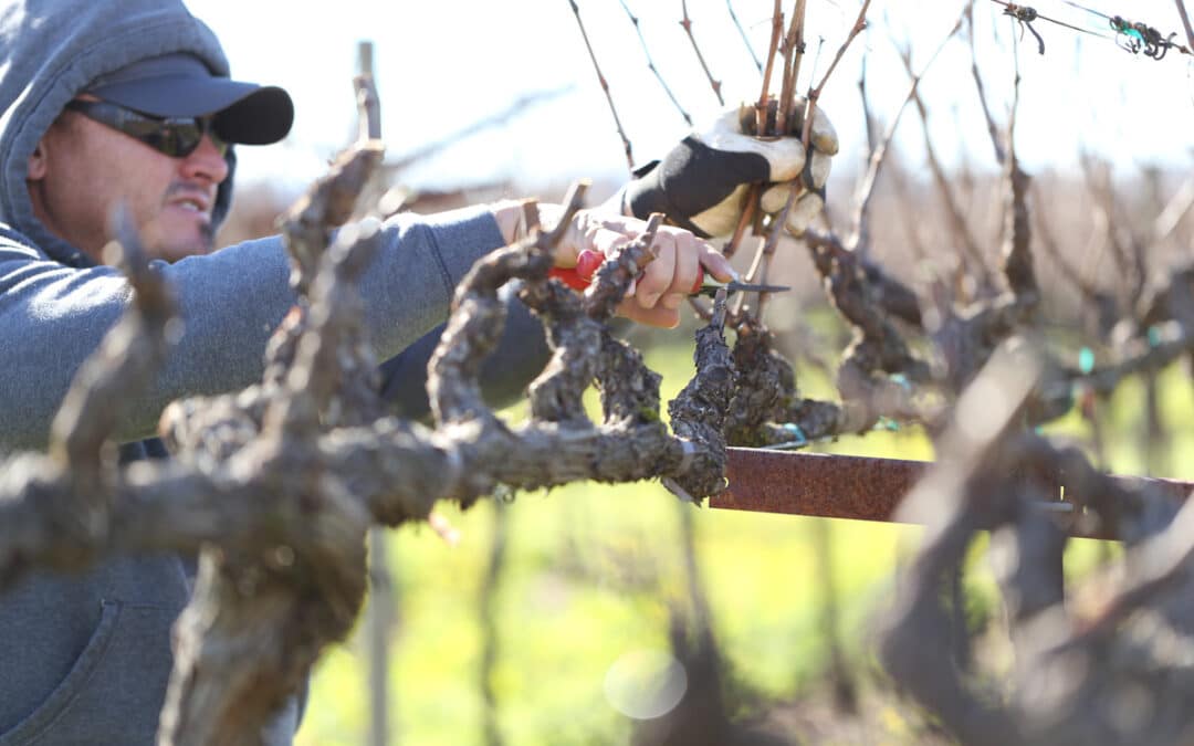 Vineyard Management Pruning