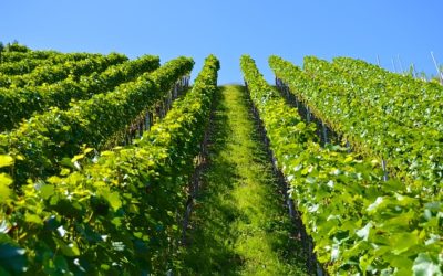 Stewart Ranch Vineyard