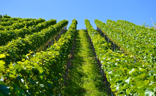 rows of vineyards
