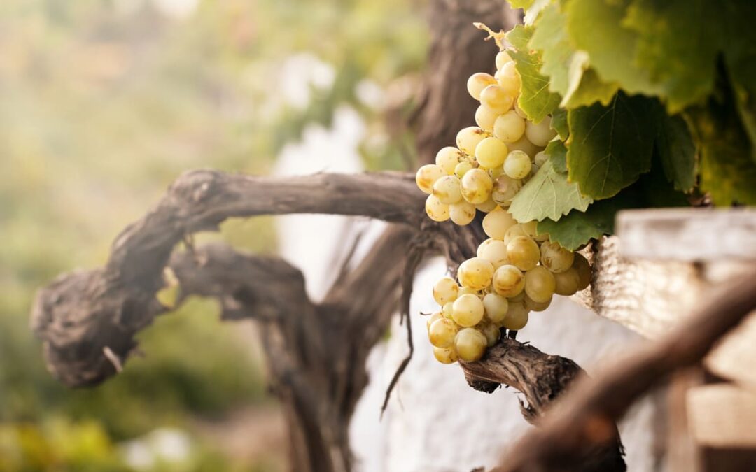 grapes on vines