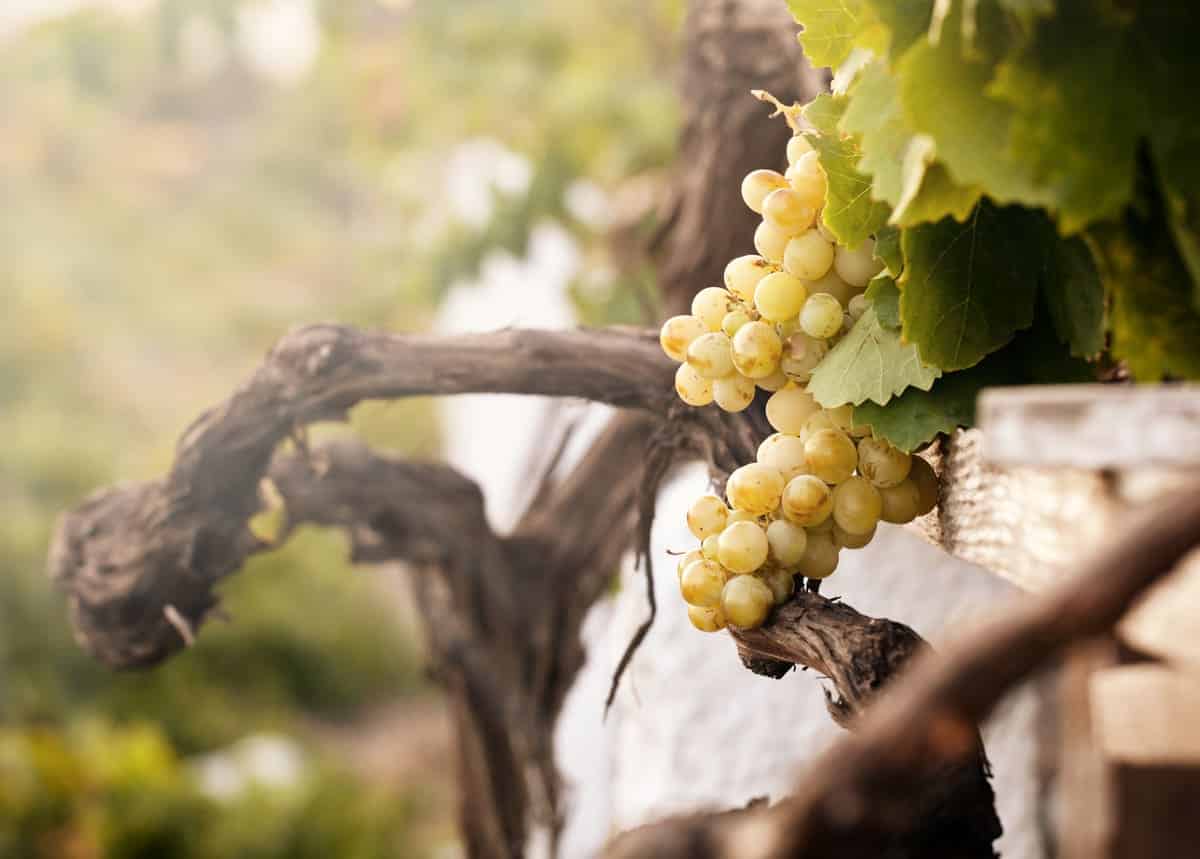 grapes on vines