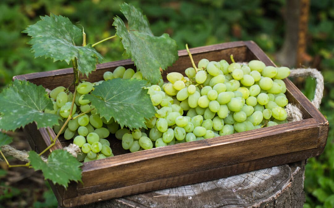 grapes on tray