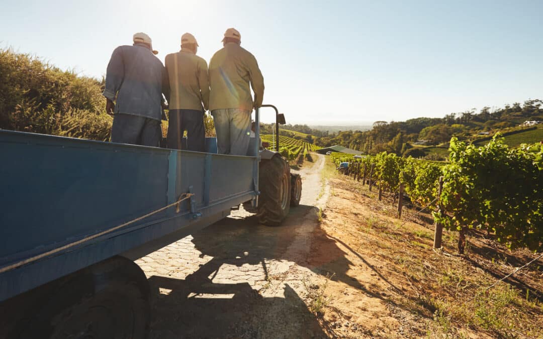 tractor rolling through vineyards