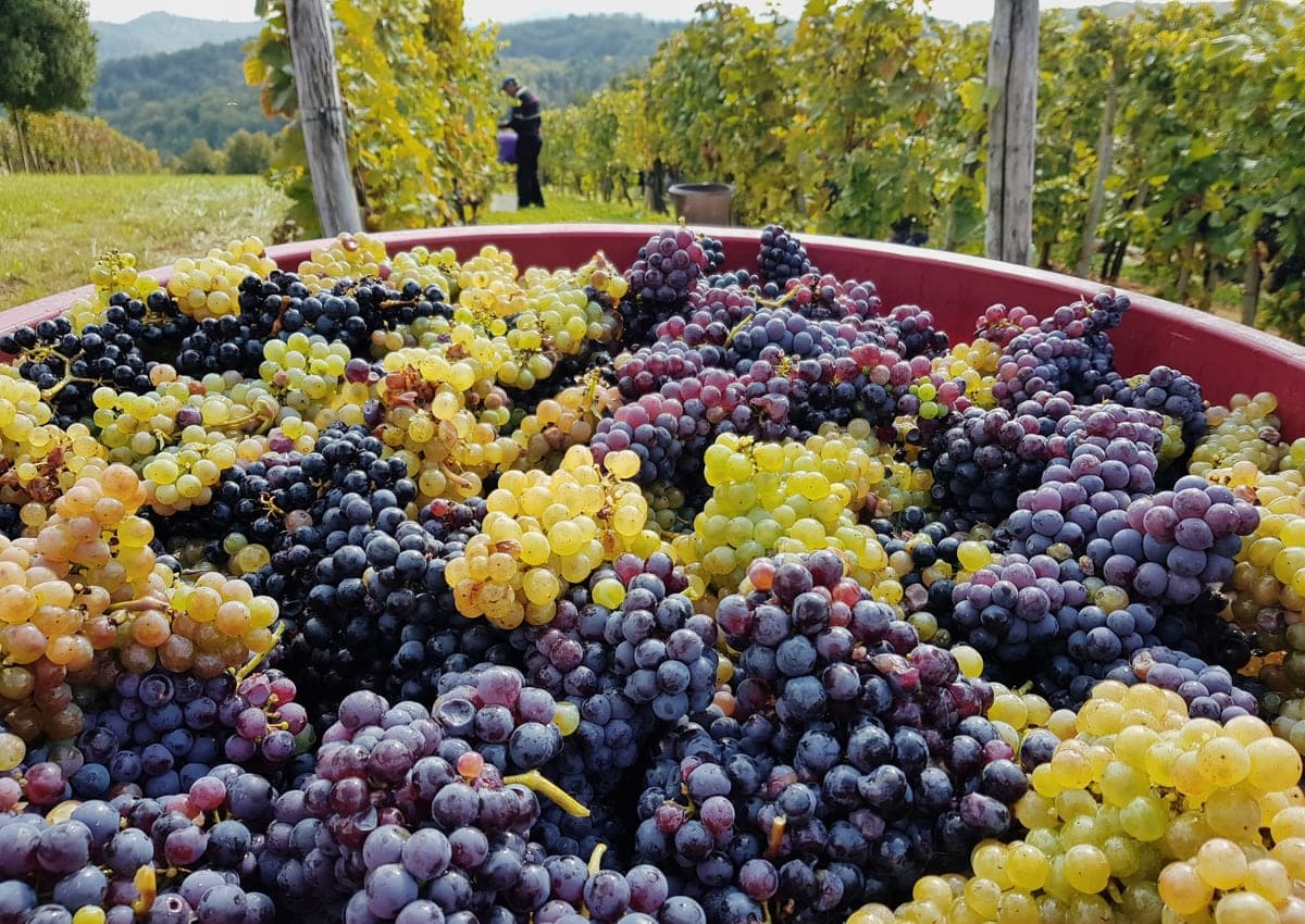 grapes in barrell