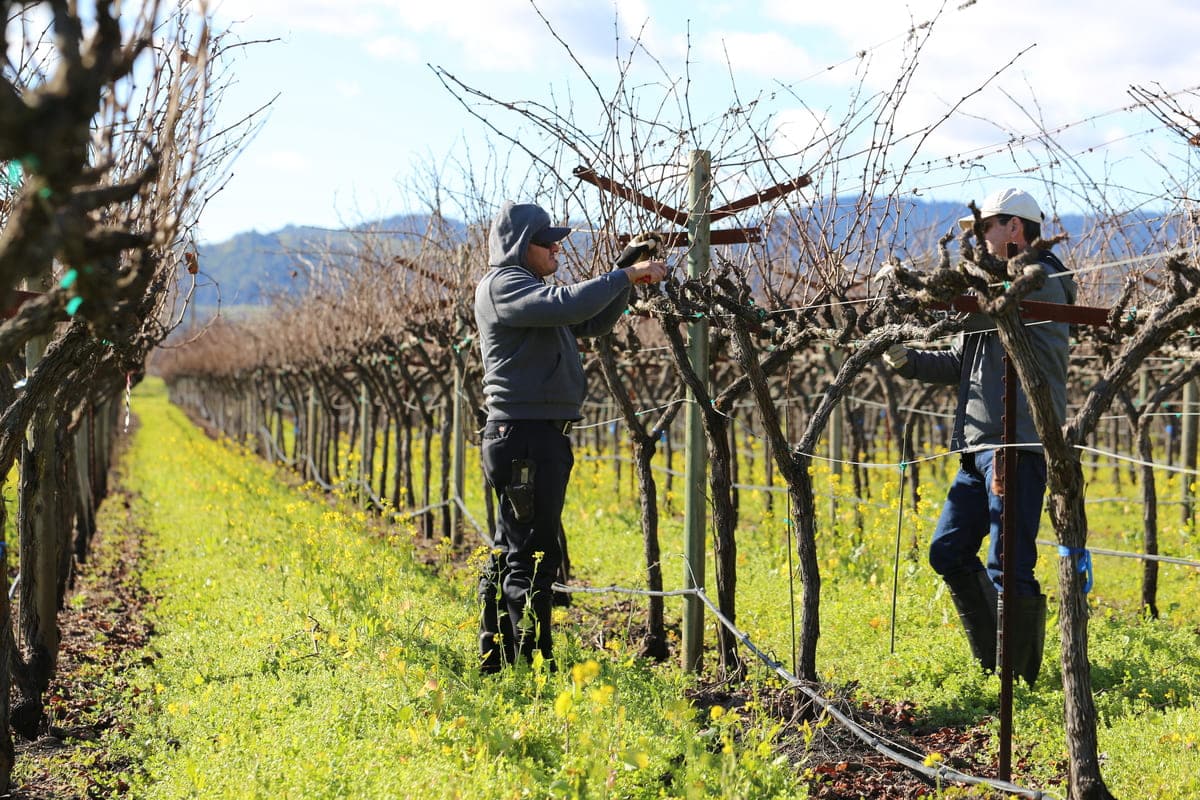 people pruning vines