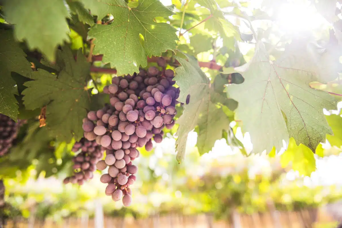red grapes hanging on grape vine