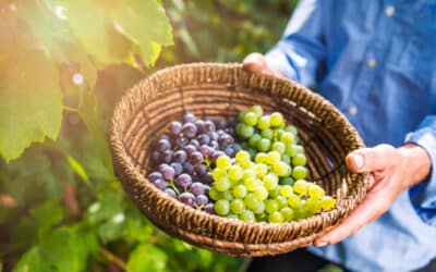On Wine Grapes and Grape Origins