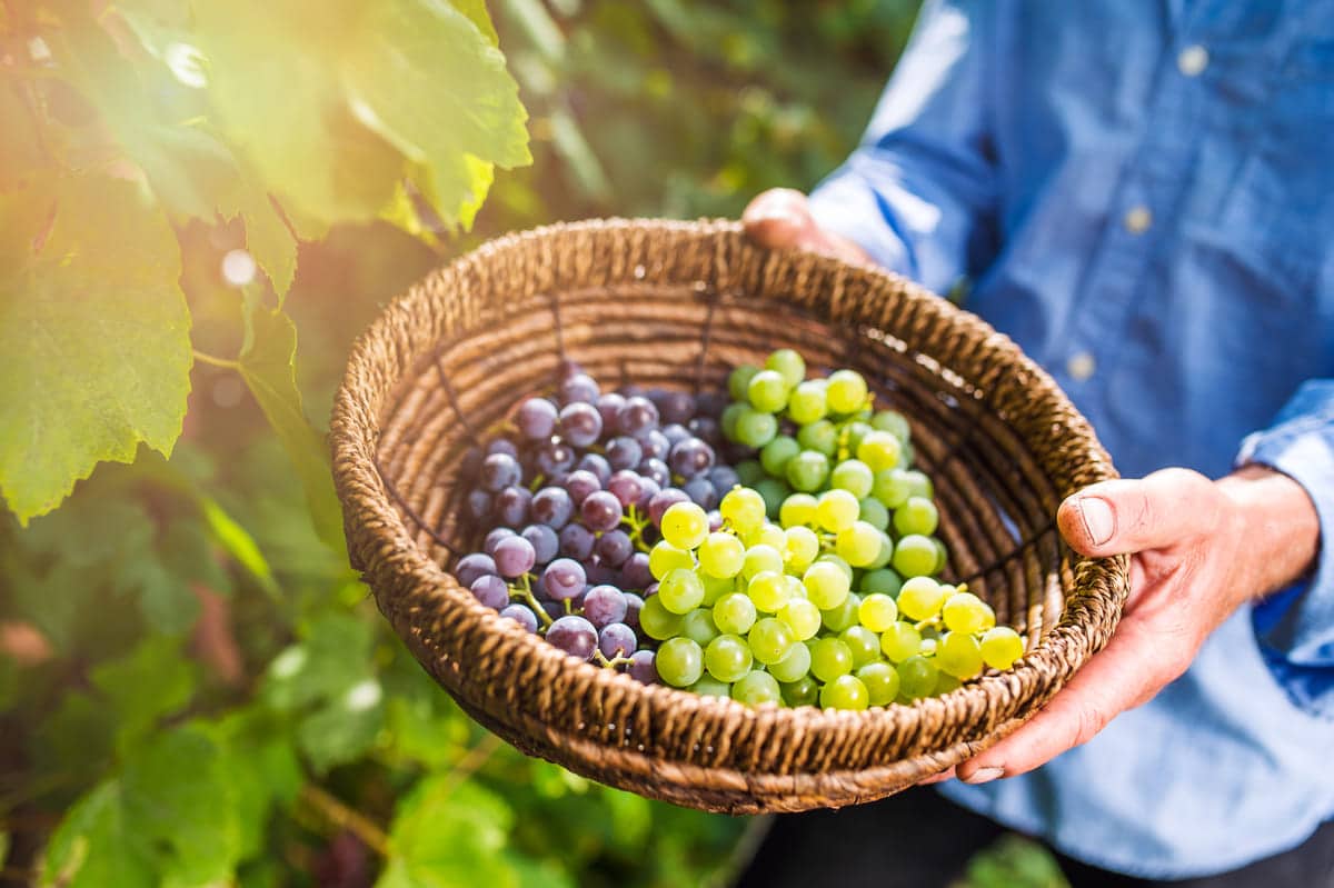 person holding basket with green and red grapes inside