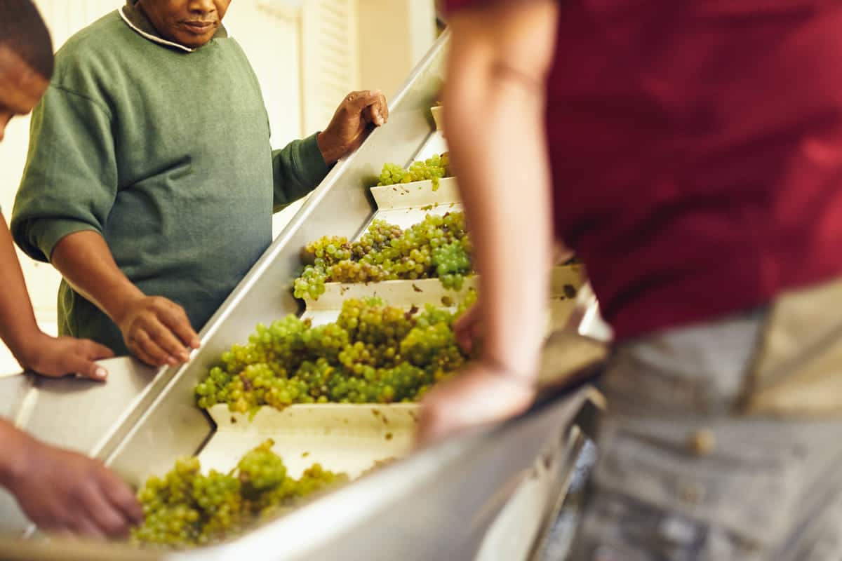 grapes on conveyer belt being inspected