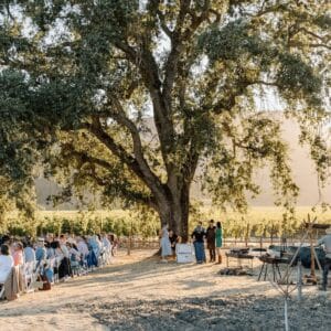 people under trees sitting at tables