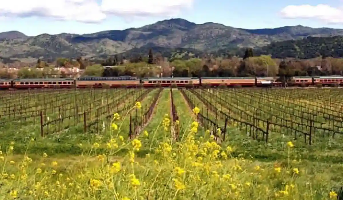 mustard fields and train