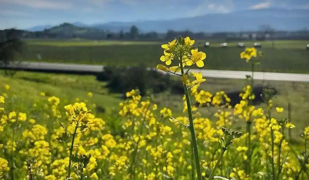 mustard plants in field