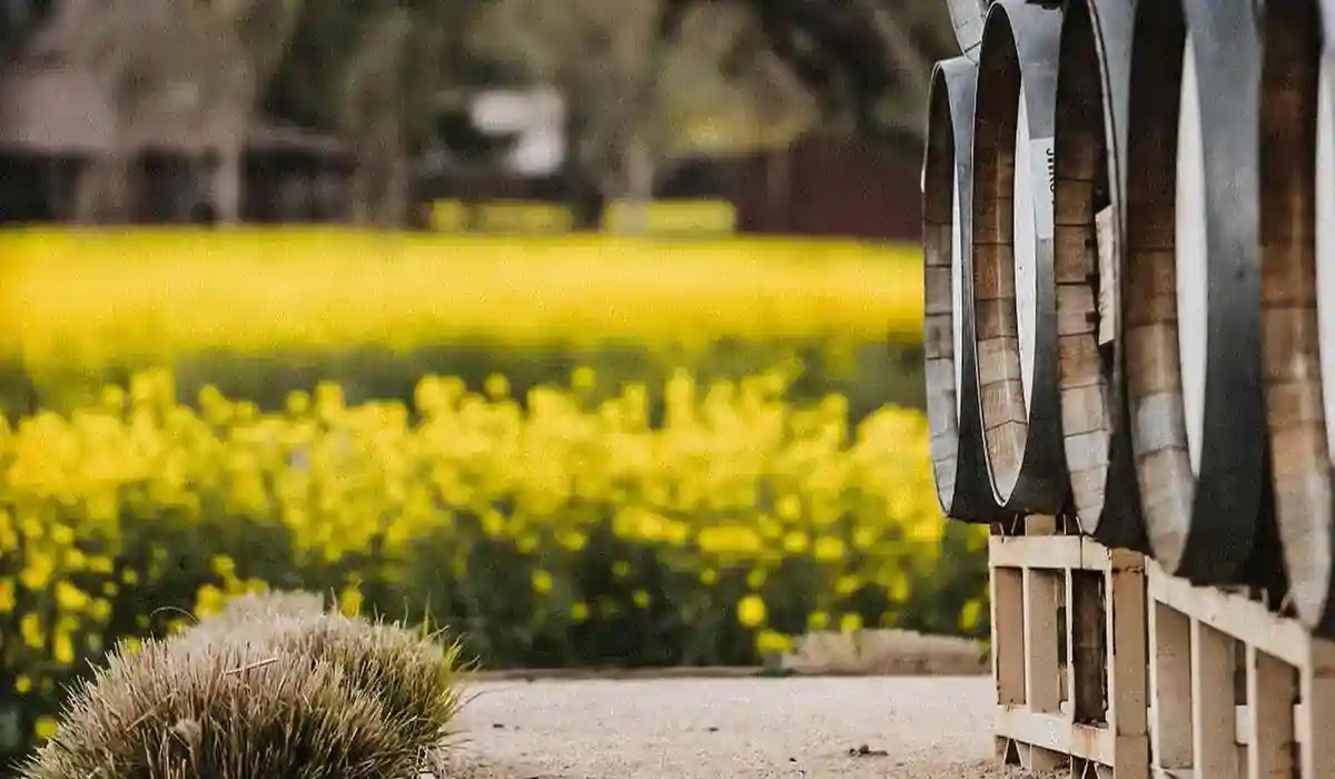 mustard with wine barrels
