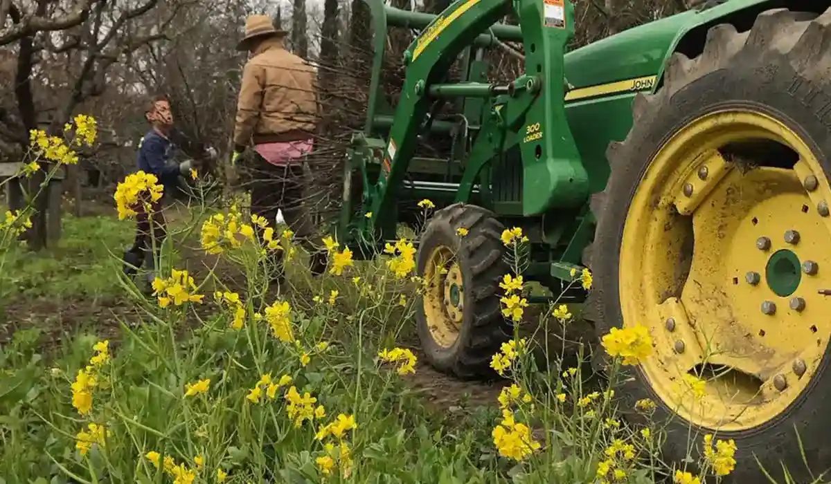 mustard plant with tractor