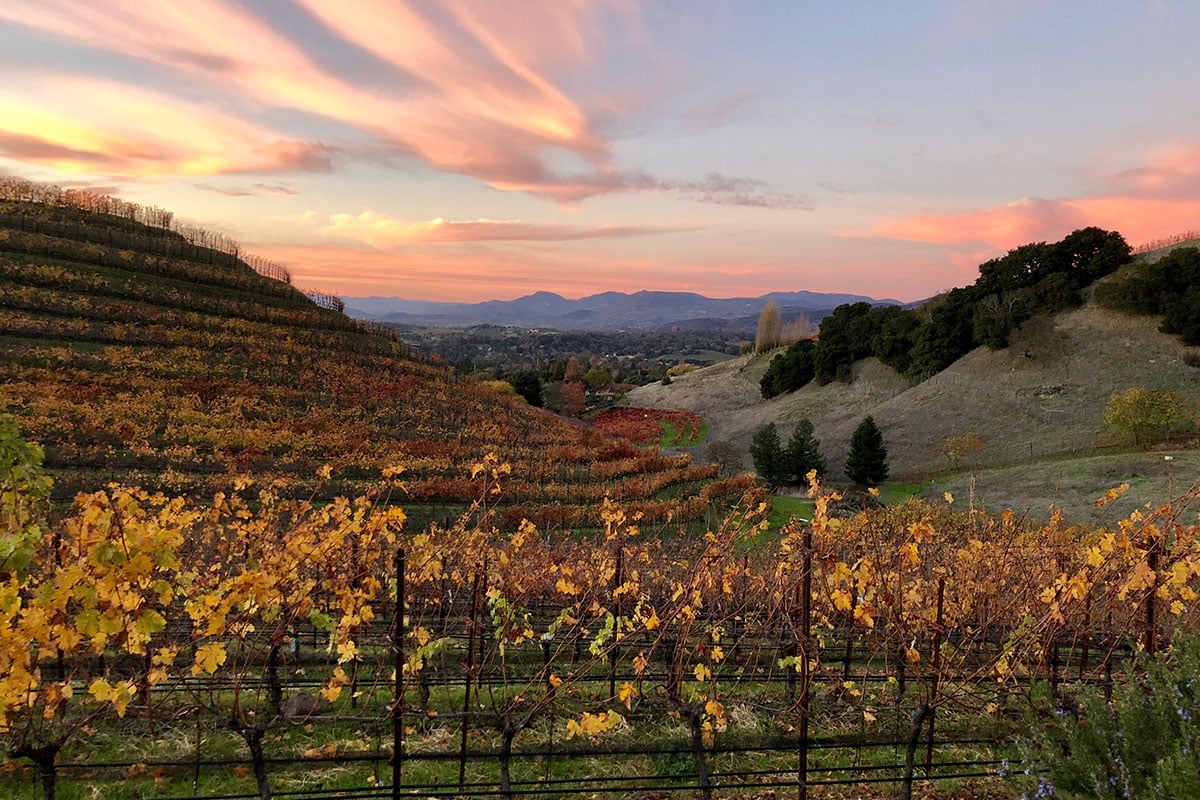 wine tasting in Yountville vineyard view