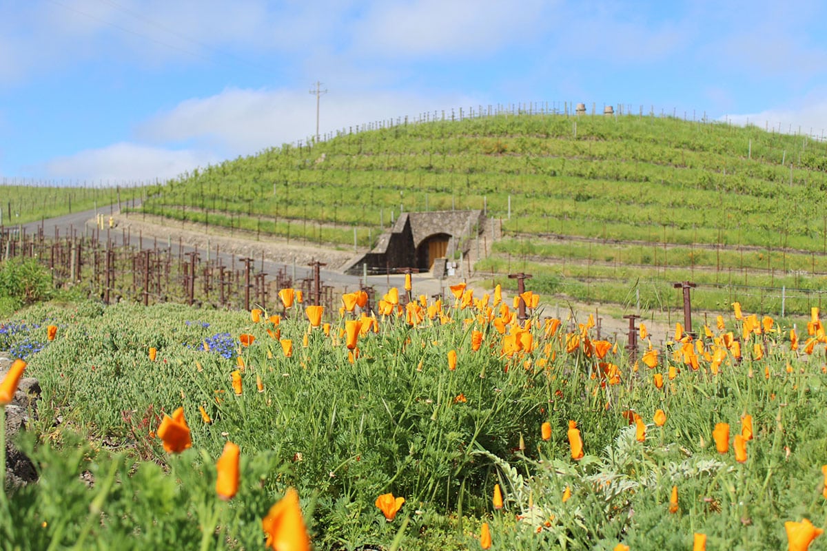 vineyards at Porter family