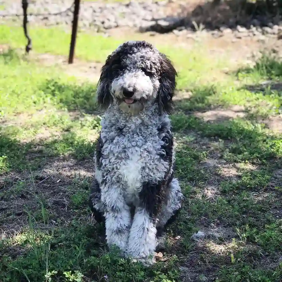 Benny, the Hill Family Estate pooch, relaxing during an inviting in‑home wine tasting journey.